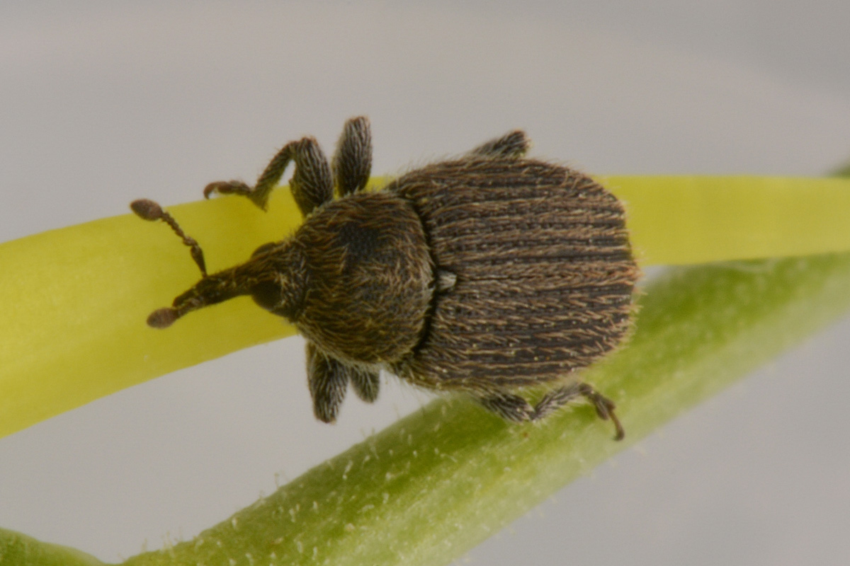 Curculionidae:  Rhinusa sp?  S, Rhinusa neta neta